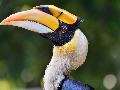 Great Hornbill